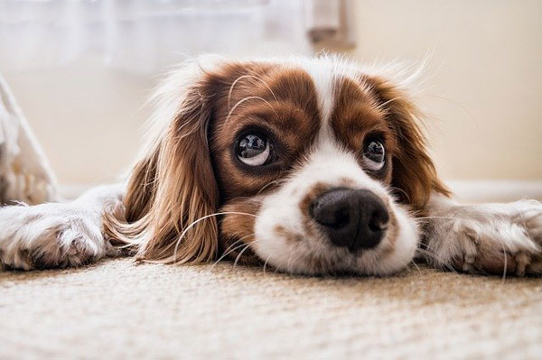 Hund mit Liebeskummer | Foto: PicsbyFran, pixabay.com, Pixabay License